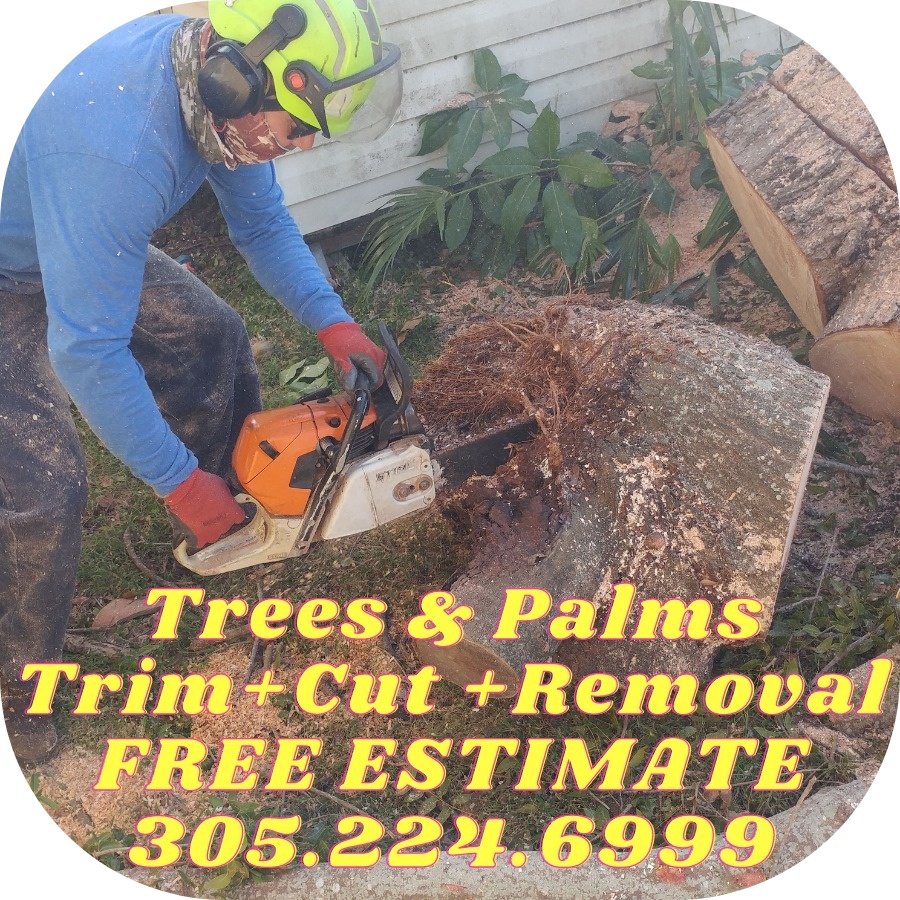 Dreidy & Brother Miami Tree Service